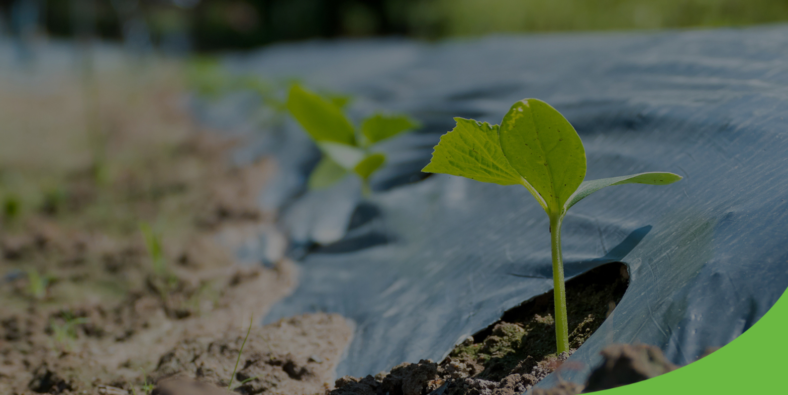 Is Agricultural Mulch Film Advantageous For The Fertility Of Soil?